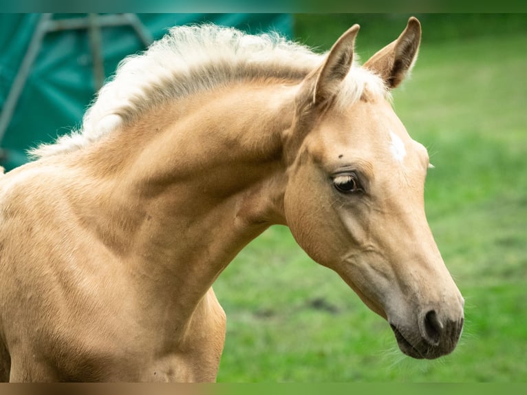 Hannoveriano Semental Potro (04/2024) 171 cm Palomino in Visselhövede