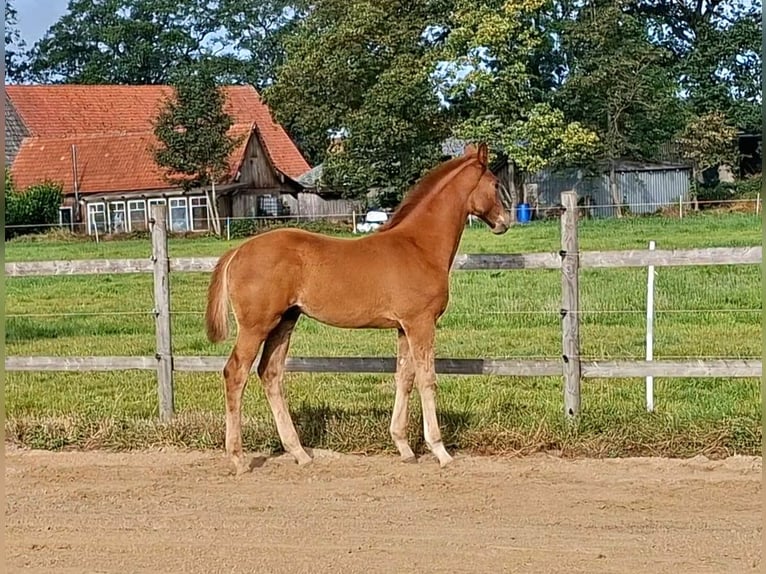 Hannoveriano Semental Potro (05/2026) 172 cm Alazán in Ahlerstedt