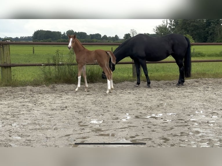 Hannoveriano Semental Potro (05/2026) 172 cm Alazán in Barwedel
