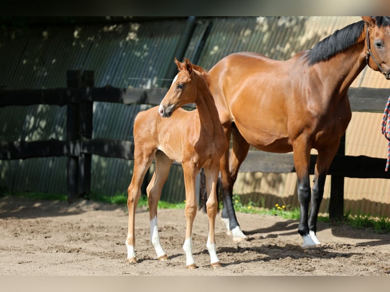 Hannoveriano Semental Potro (04/2026) 172 cm Alazán in Kutenholz