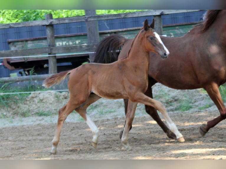 Hannoveriano Semental Potro (05/2025) 172 cm Alazán in Kutenholz
