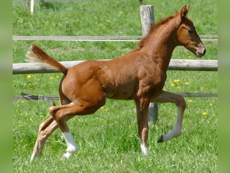 Hannoveriano Semental Potro (03/2026) 172 cm Alazán in Greifenstein