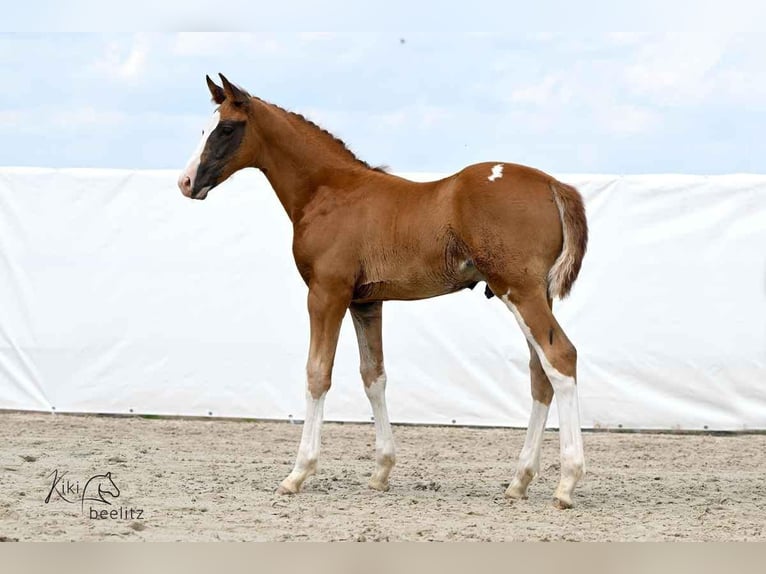 Hannoveriano Semental  172 cm Alazán in Wolsdorf