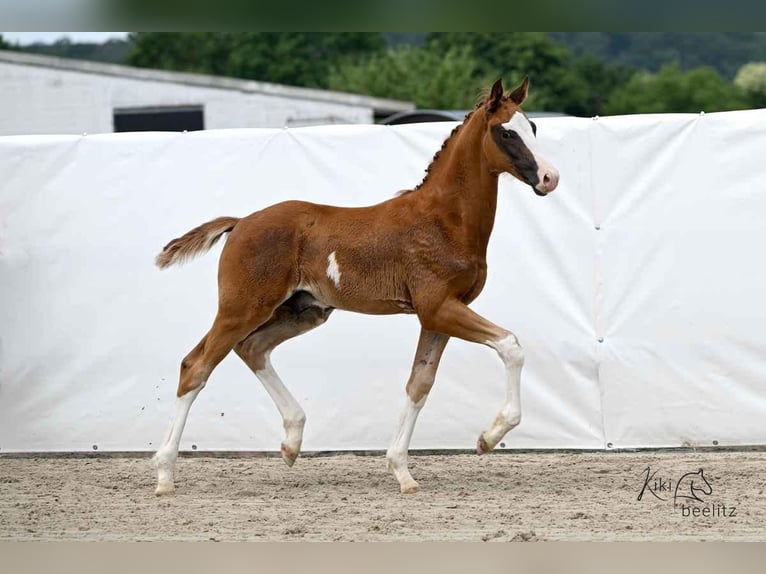 Hannoveriano Semental  172 cm Alazán in Wolsdorf