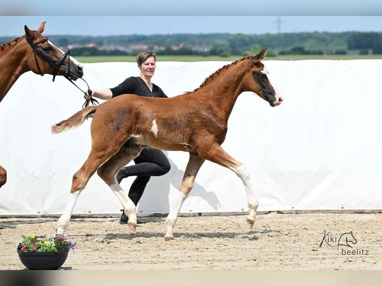 Hannoveriano Semental  172 cm Alazán in Wolsdorf