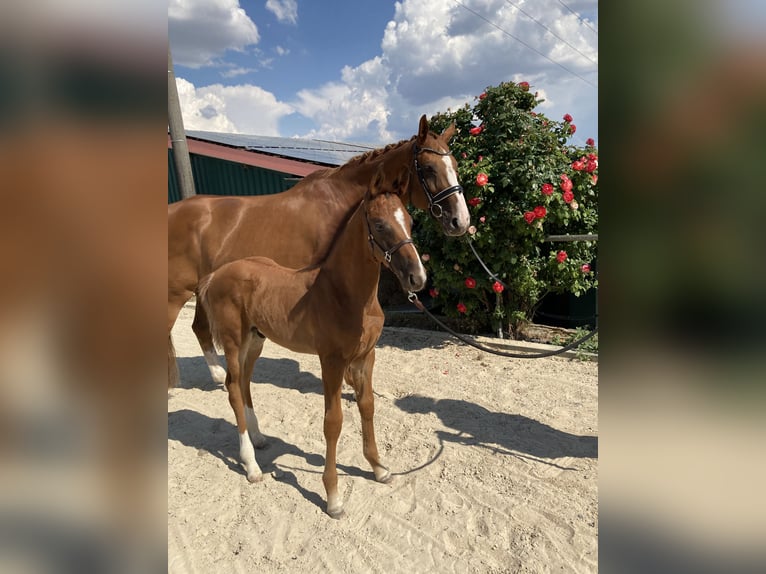 Hannoveriano Semental  172 cm Alazán-tostado in Kolitzheim