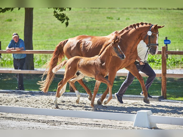 Hannoveriano Semental  172 cm Alazán-tostado in Kolitzheim