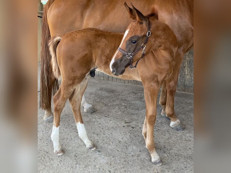 Hannoveriano Semental  172 cm Alazán-tostado in Kolitzheim