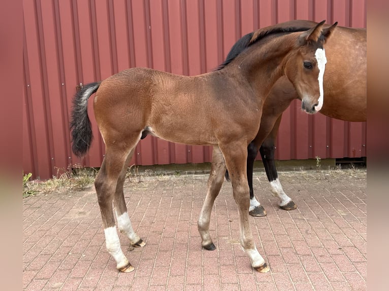 Hannoveriano Semental Potro (04/2026) 172 cm Castaño in Wedemark