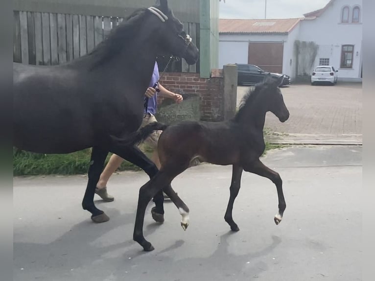 Hannoveriano Semental Potro (01/2024) 172 cm Morcillo in Achim