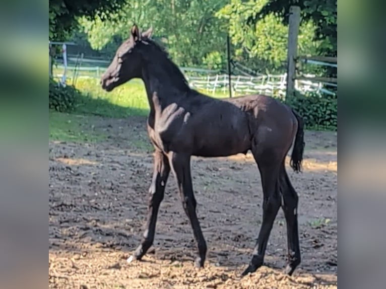 Hannoveriano Semental Potro (04/2024) 172 cm Negro in Rosengarten