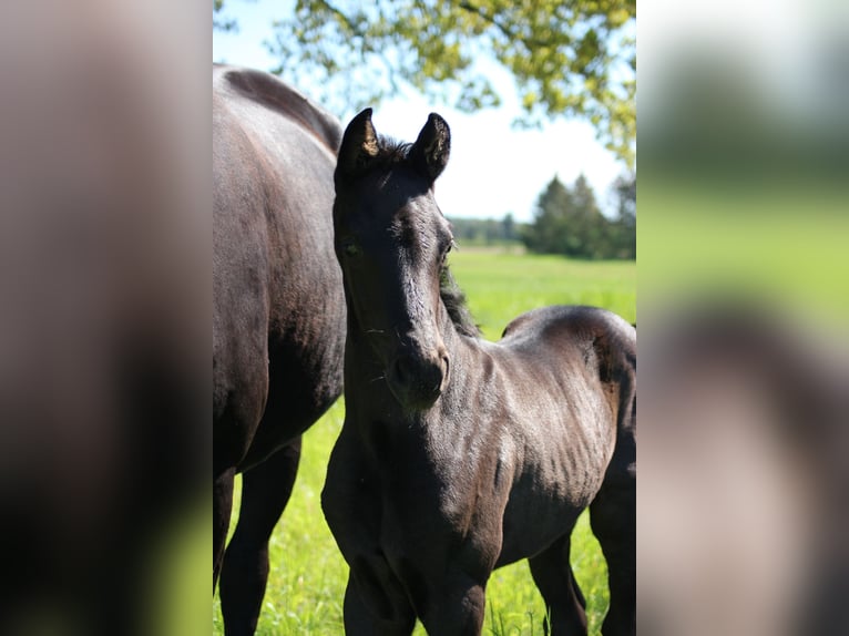 Hannoveriano Semental Potro (04/2024) 172 cm Negro in Weitendorf