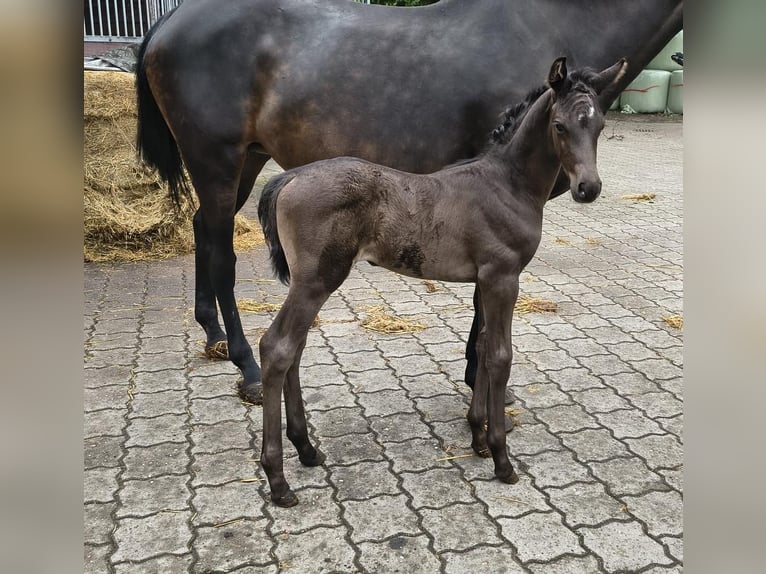Hannoveriano Semental Potro (06/2026) 172 cm Negro in Fredenbeck