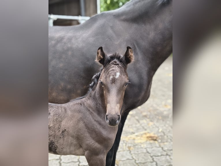 Hannoveriano Semental Potro (06/2026) 172 cm Negro in Fredenbeck