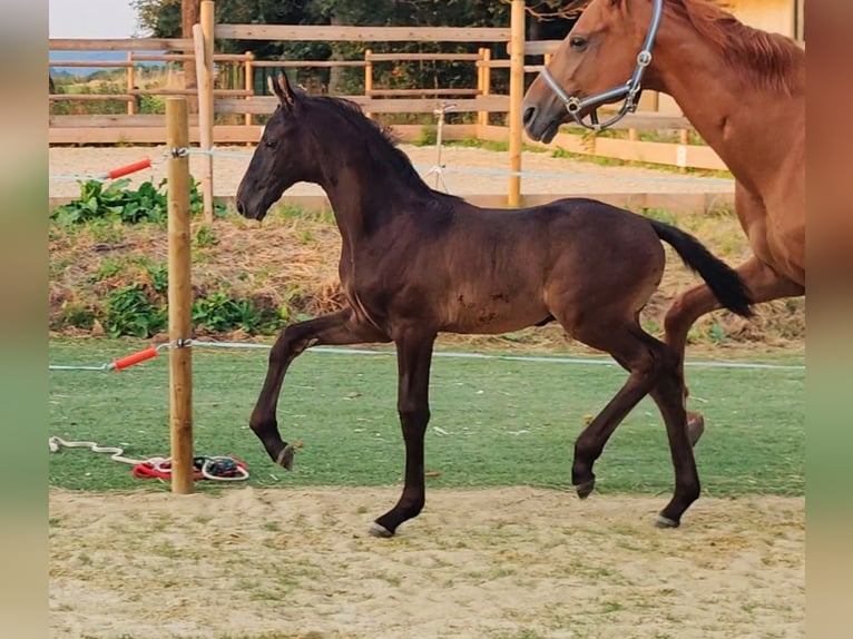 Hannoveriano Semental Potro (05/2026) 173 cm Morcillo in Frankenau