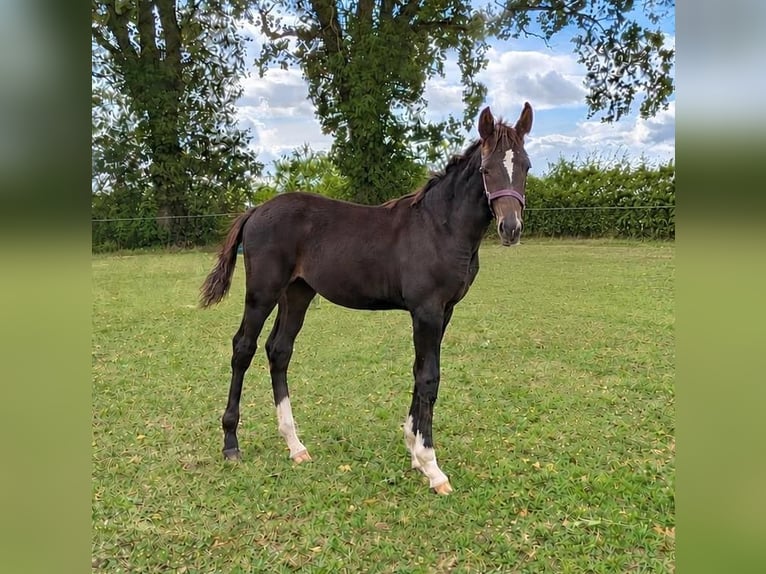 Hannoveriano Semental Potro (05/2026) 173 cm Morcillo in Schwarmstedt