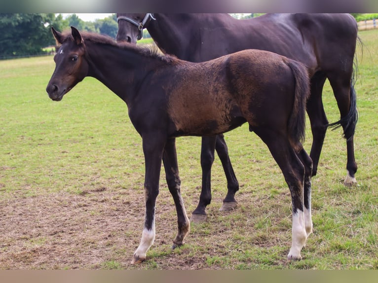 Hannoveriano Semental Potro (04/2025) 173 cm Negro in Visbek