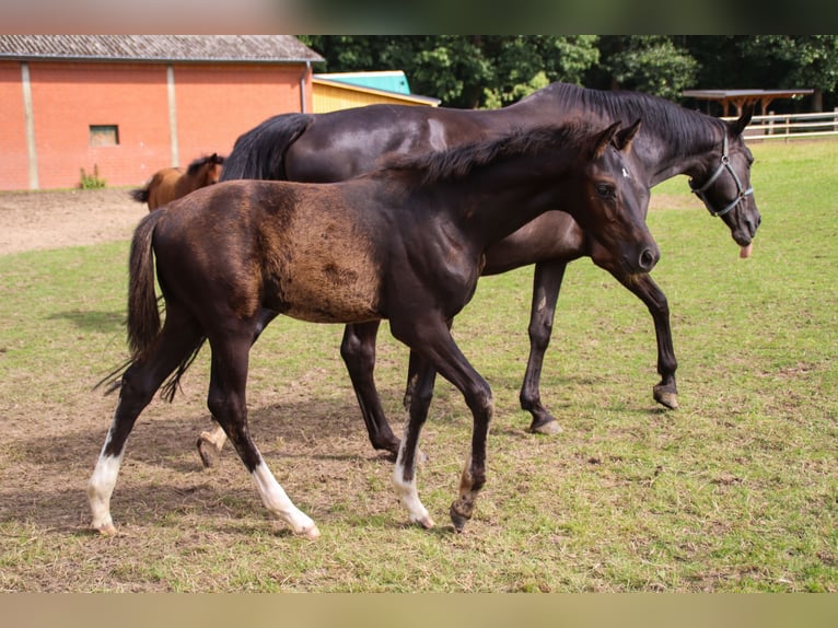 Hannoveriano Semental Potro (04/2025) 173 cm Negro in Visbek