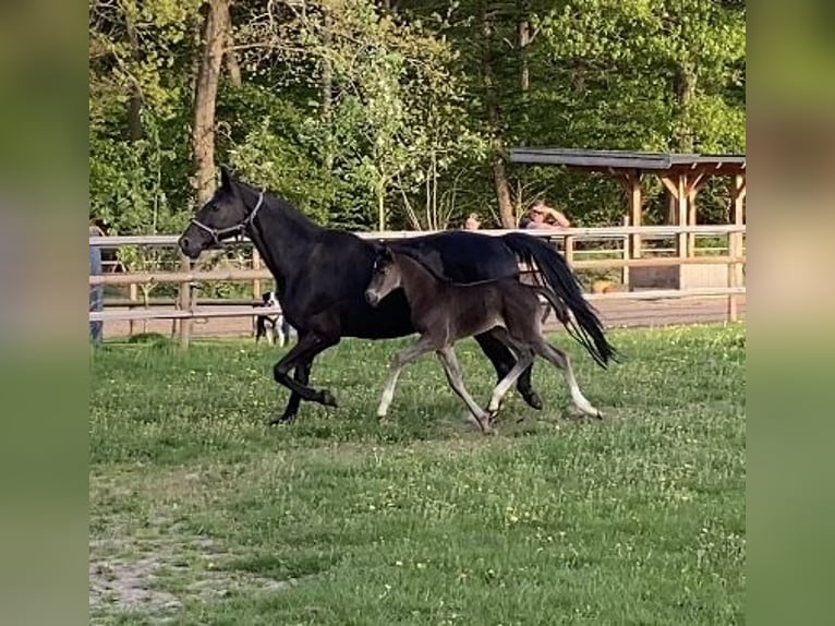 Hannoveriano Semental  173 cm Negro in Visbek