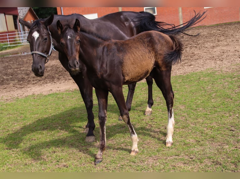 Hannoveriano Semental Potro (04/2025) 173 cm Negro in Visbek