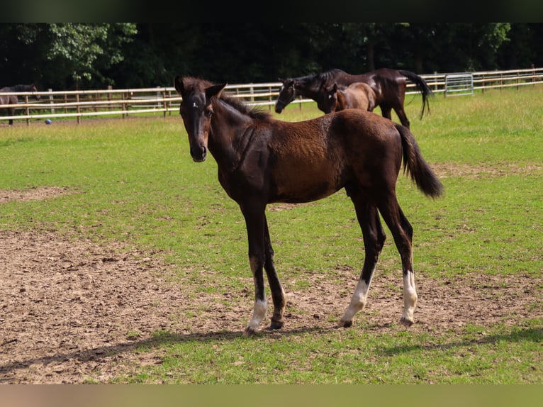 Hannoveriano Semental Potro (04/2025) 173 cm Negro in Visbek