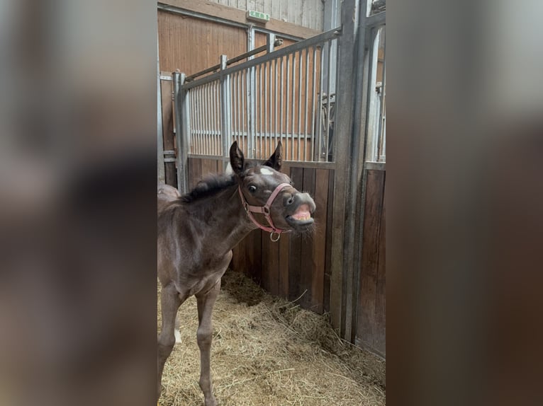 Hannoveriano Semental Potro (05/2026) 174 cm Negro in Ehra-Lessien