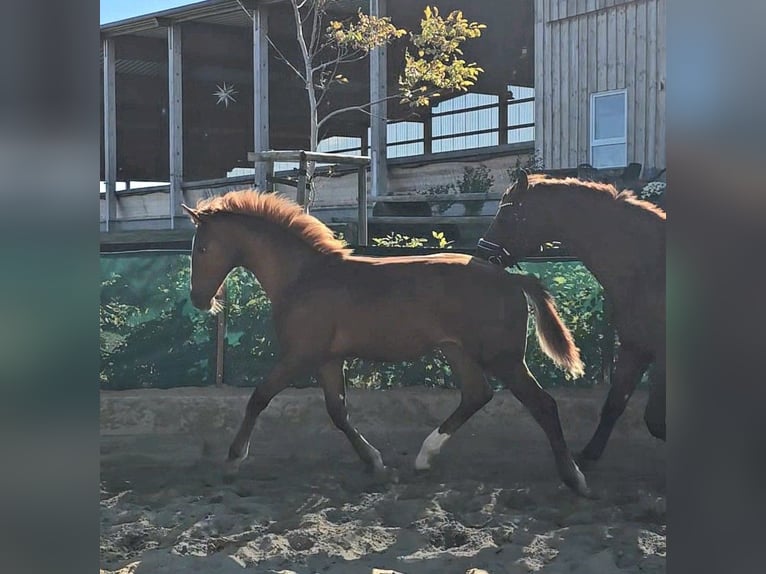 Hannoveriano Semental Potro (04/2026) 175 cm Alazán-tostado in Jerxheim