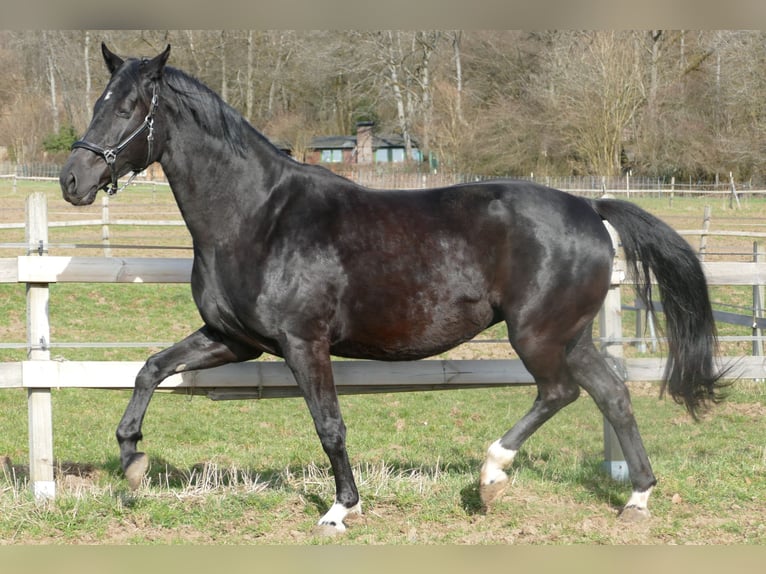 Hannoveriano Semental Potro (03/2026) 175 cm Negro in Greifenstein