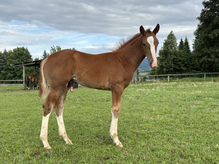 Hannoveriano Semental Potro (05/2025) Alazán in Balingen