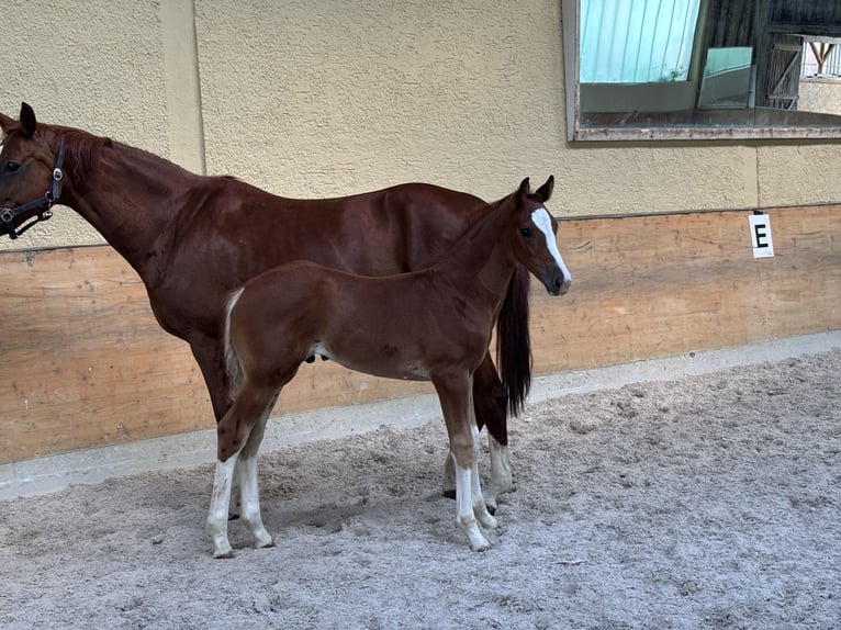 Hannoveriano Semental Potro (05/2025) Alazán in Balingen