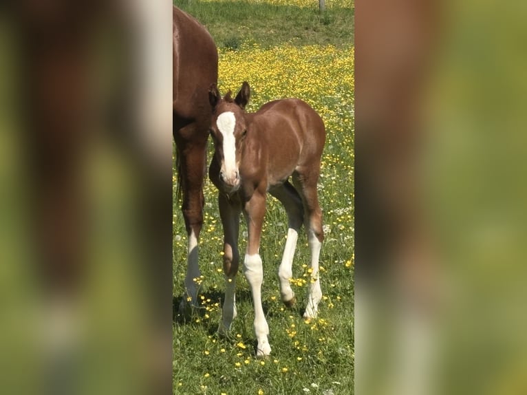 Hannoveriano Semental Potro (05/2025) Alazán in Balingen
