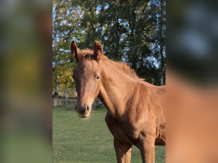 Hannoveriano Semental Potro (06/2025) Alazán in Hamersen Hannoveriano Semental Potro (06/2025) Alazán in Hamersen
