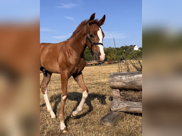 Hannoveriano Semental Potro (05/2026) Alazán in Driedorf