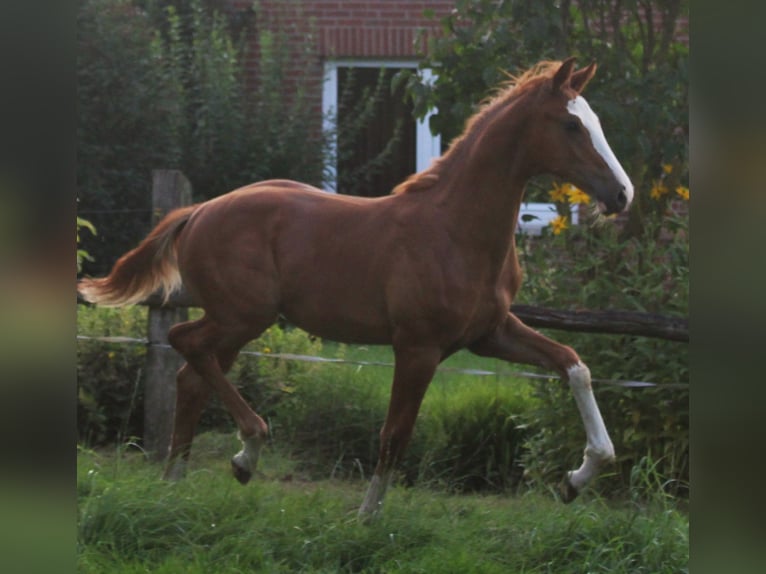 Hannoveriano Semental Potro (04/2024) Alazán in Obernkirchen