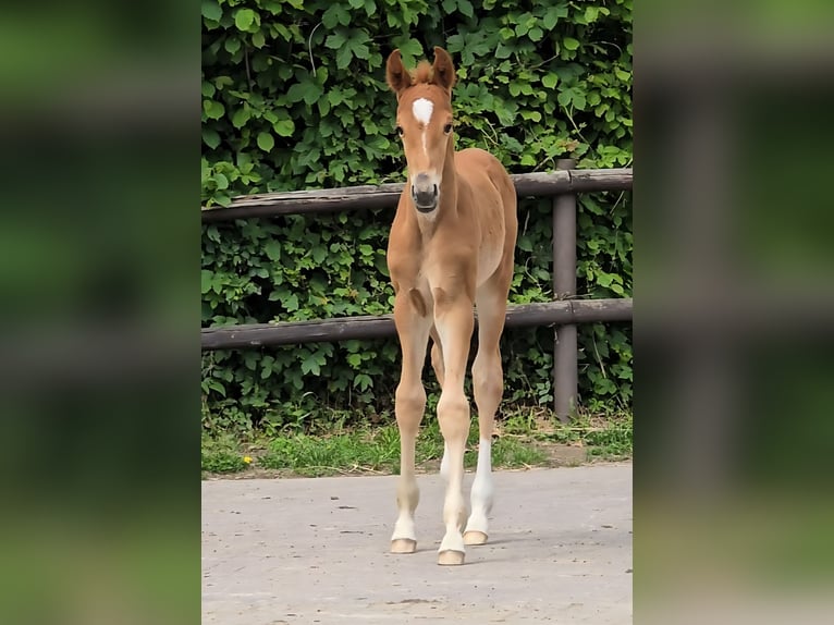 Hannoveriano Semental Potro (05/2026) Alazán in Lauenburg