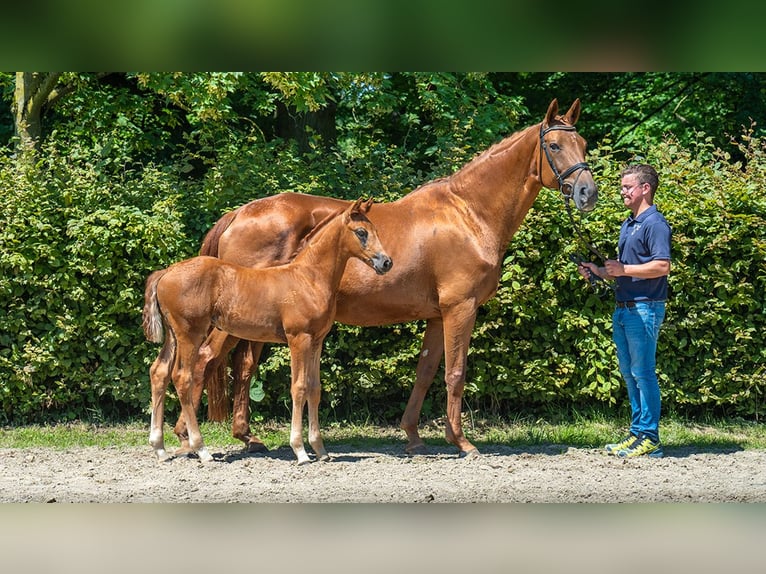 Hannoveriano Semental Potro (05/2024) Alazán in Pulheim