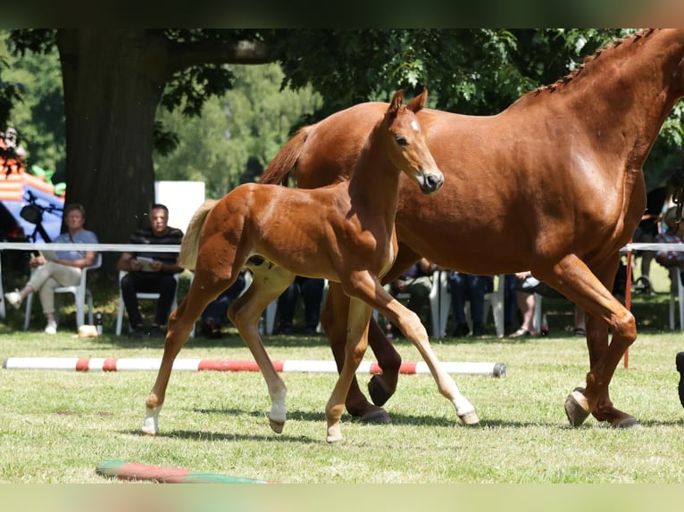 Hannoveriano Semental Potro (06/2024) Alazán in Woltersdorf