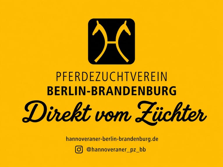 Hannoveriano Semental Potro (05/2026) Alazán-tostado in Bernau bei Berlin