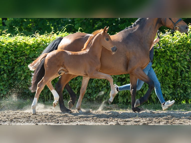 Hannoveriano Semental  Alazán-tostado in Mnchengladbach