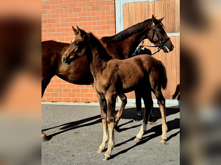 Hannoveriano Semental Potro (06/2025) Alazán-tostado in Ochtersum