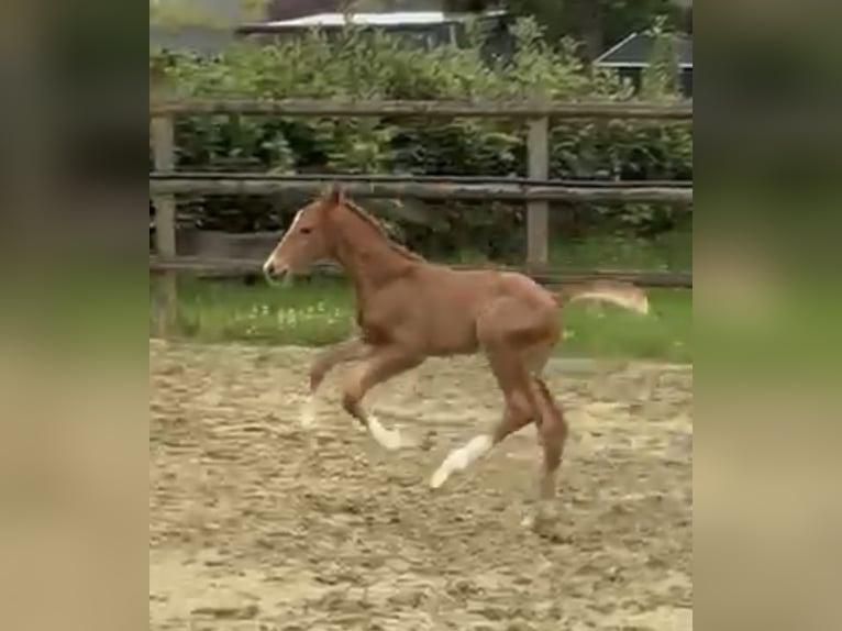 Hannoveriano Semental Potro (04/2025) Alazán-tostado in Kevelaer