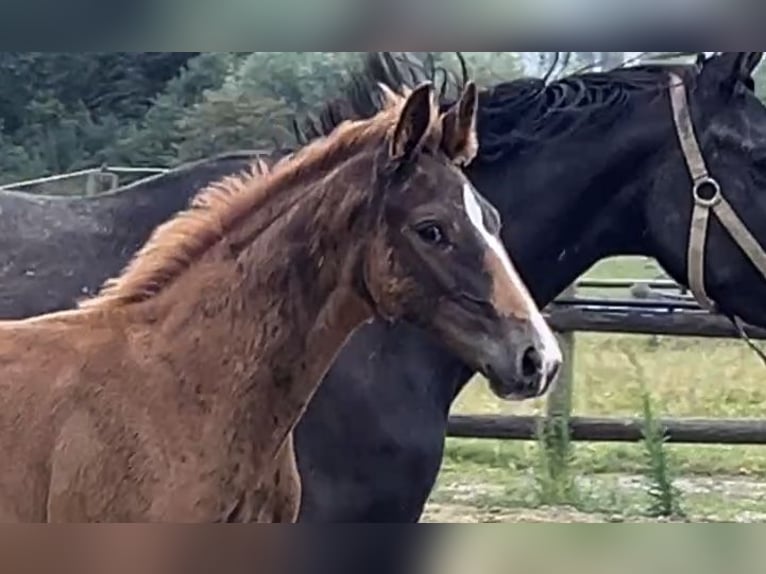 Hannoveriano Semental Potro (04/2025) Alazán-tostado in Kevelaer