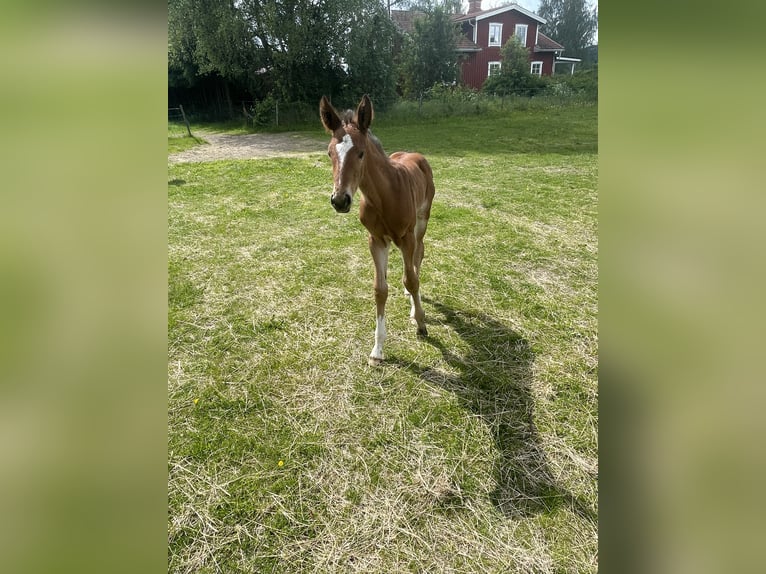 Hannoveriano Semental  Castaño in Torsby