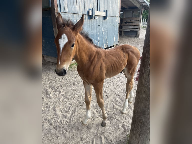 Hannoveriano Semental  Castaño in Torsby