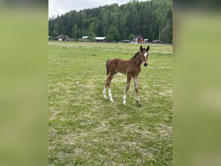 Hannoveriano Semental  Castaño in Torsby