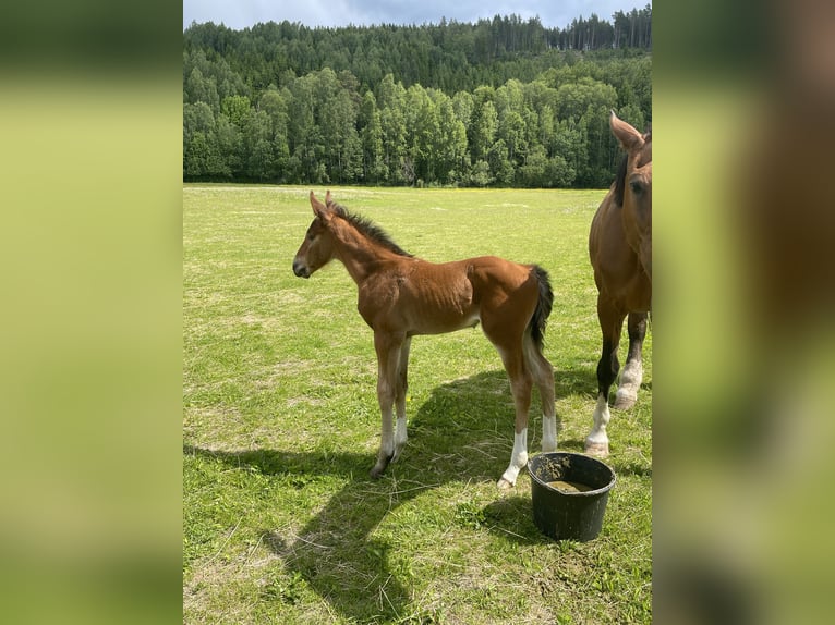 Hannoveriano Semental  Castaño in Torsby
