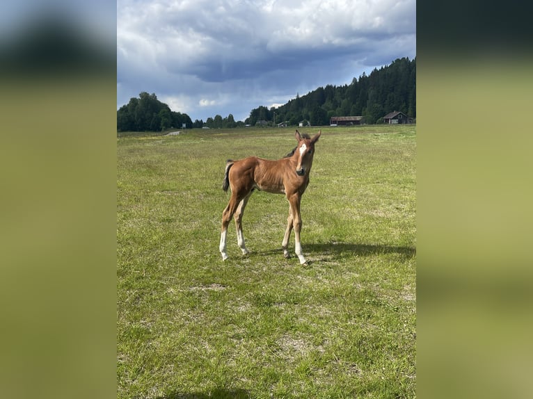 Hannoveriano Semental  Castaño in Torsby