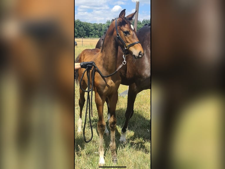 Hannoveriano Semental Potro (04/2025) Castaño in F&#xFC;rth