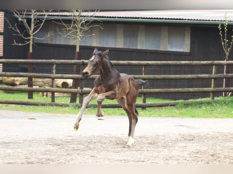 Hannoveriano Semental Potro (04/2024) Morcillo in Selsingen