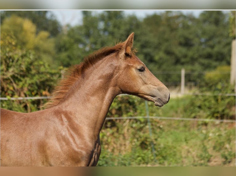 Hannoveriano Semental Potro (04/2025) Musgo in Fu&#xDF;g&#xF6;nheim